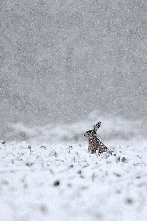 10 Snow Bunnies to Get you to Christmas.